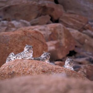 Snow Leopard Expedition Into The Snow Kingdom Of Himalayas