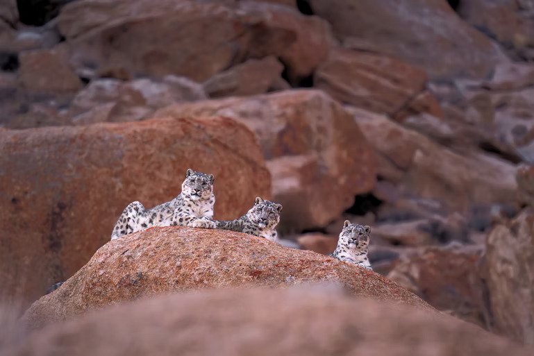 Snow Leopard Expedition Into The Snow Kingdom Of Himalayas