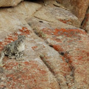 Icons Of Ladakh: Snow Leopard & Himalayan Brown Bear