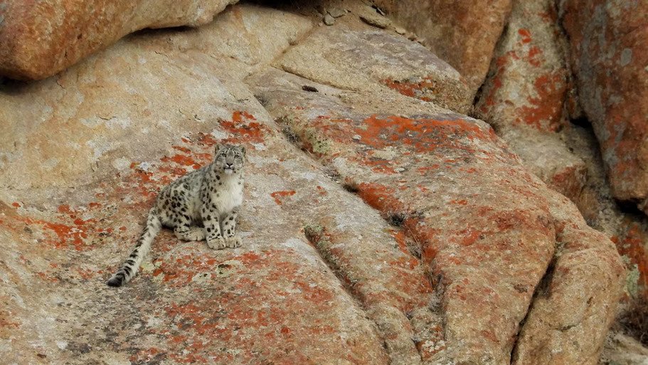 Icons Of Ladakh: Snow Leopard & Himalayan Brown Bear