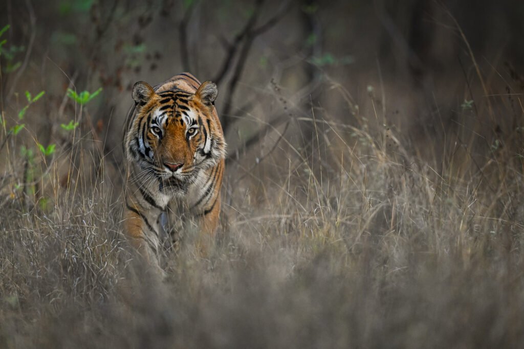 Luxury Safari With Tiger Capital Of India