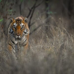 Luxury Safari With Tiger Capital Of India