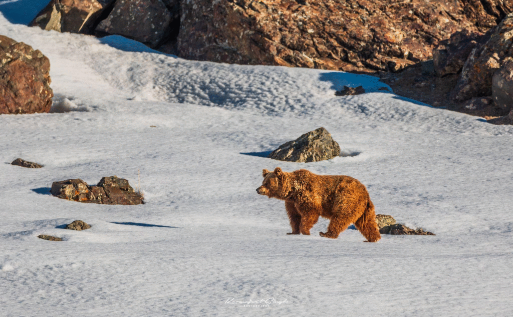 Himalayan Brown Bear