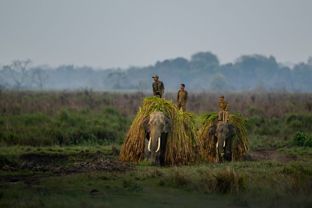 Luxury Safari – The Great India Wildlife Photography (Big 5 Of India)