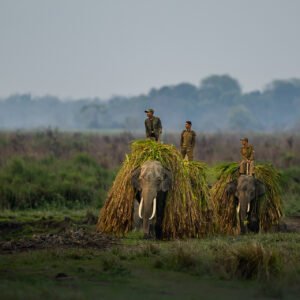 Luxury Safari – The Great India Wildlife Photography (Big 5 Of India)